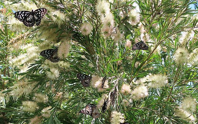 blue tiger butterflies in bush